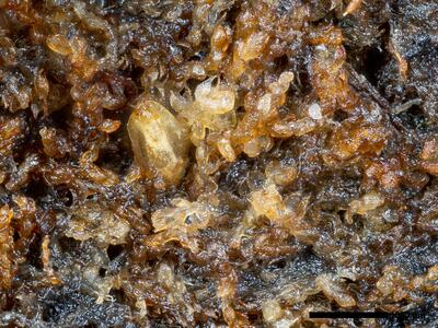 cephalozia ambigua 1 habitus perianth