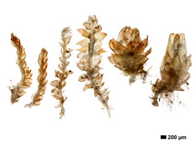 cephalozia ambigua 1 habitus unterseite