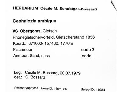 cephalozia ambigua 1 herbarbeleg