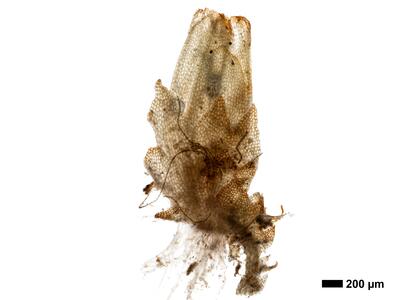 cephalozia ambigua 1 perianth