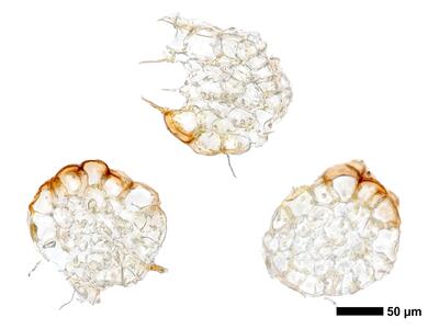 cephalozia ambigua 1 stamm quer