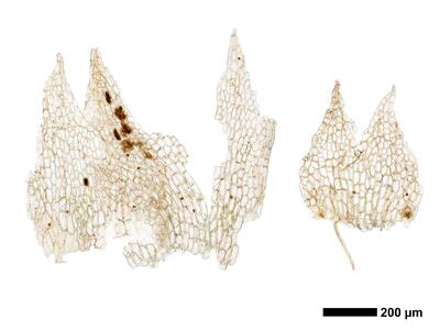 cephalozia bicuspidata 1 female bract