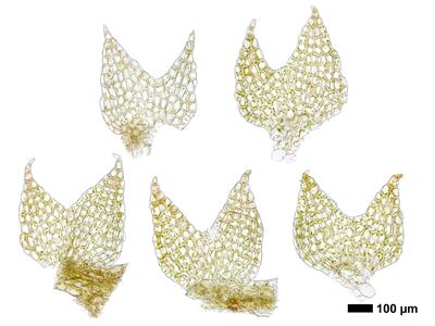 cephalozia bicuspidata 1 flankenblatt