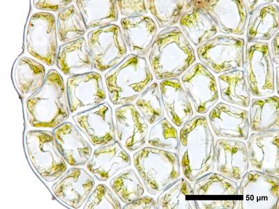 cephalozia bicuspidata 1 flankenblatt blattrand