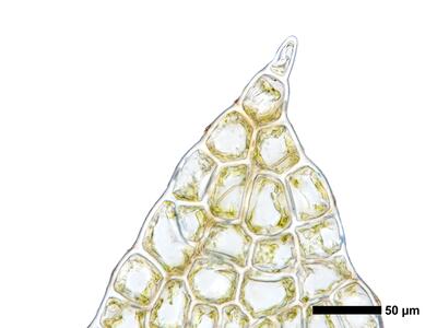 cephalozia bicuspidata 1 flankenblatt blattspitze