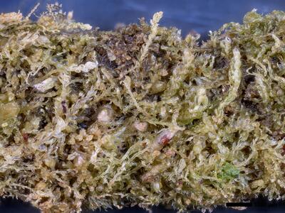 cephalozia bicuspidata 1 habitus