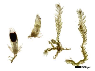 cephalozia bicuspidata 1 habitus oberseite