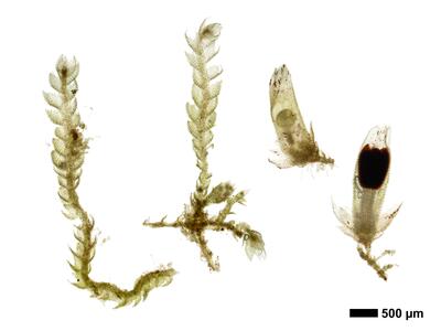 cephalozia bicuspidata 1 habitus unterseite