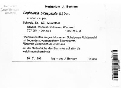 cephalozia bicuspidata 1 herbarbeleg