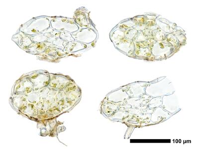 cephalozia bicuspidata 1 stamm quer