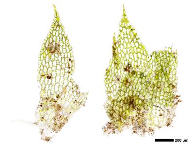 cephalozia bicuspidata 2 female bract