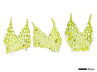 cephalozia bicuspidata 2 flankenblatt