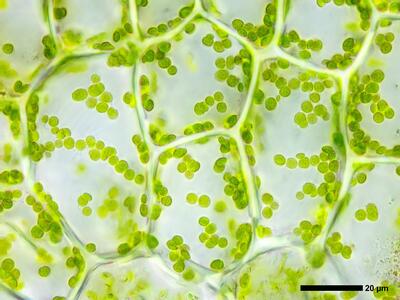 cephalozia bicuspidata 2 flankenblatt blattmitte