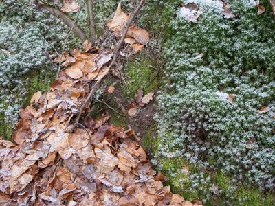 cephalozia bicuspidata 2 habitat