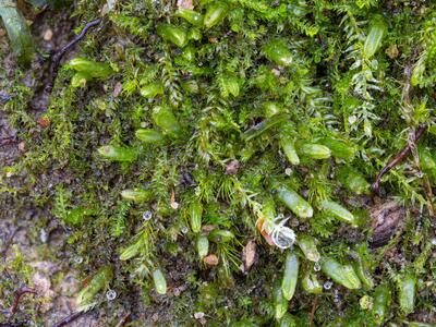 cephalozia bicuspidata 2 habitus