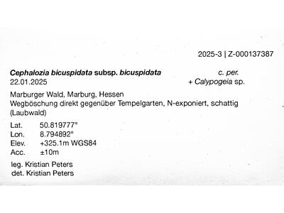 cephalozia bicuspidata 2 herbarbeleg