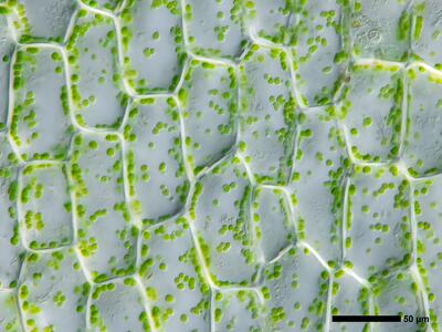 cephalozia bicuspidata 2 perianth mitte