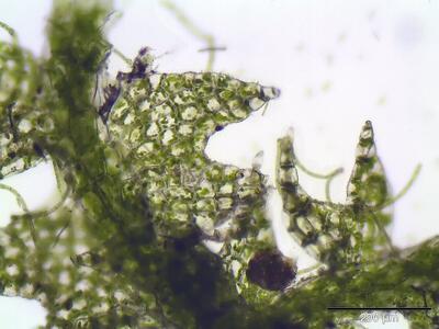cephalozia bicuspidata flankenblatt