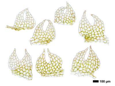 cephalozia connivens 1 flankenblatt