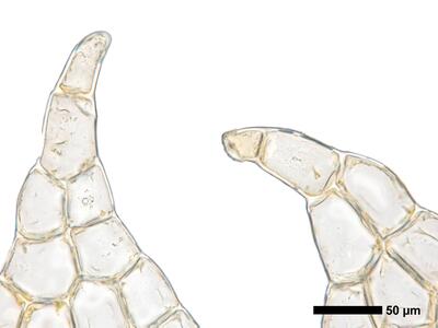 cephalozia connivens 1 flankenblatt blattspitze