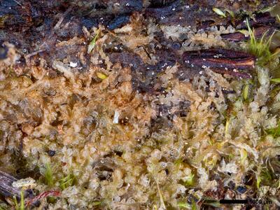 cephalozia connivens 1 habitus