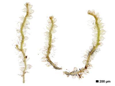 cephalozia connivens 1 habitus oberseite