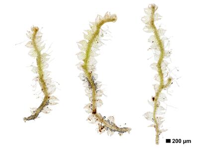 cephalozia connivens 1 habitus unterseite