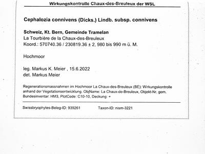 cephalozia connivens 1 herbarbeleg