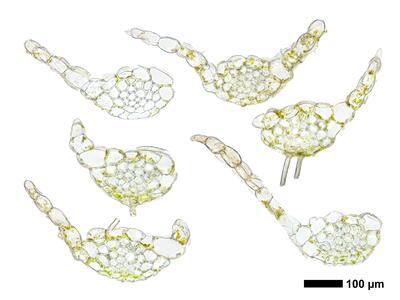 cephalozia connivens 1 stamm quer