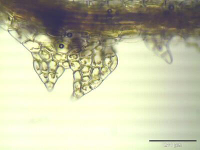 cephalozia connivens flankenblatt