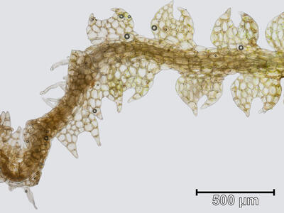 cephalozia connivens habitus