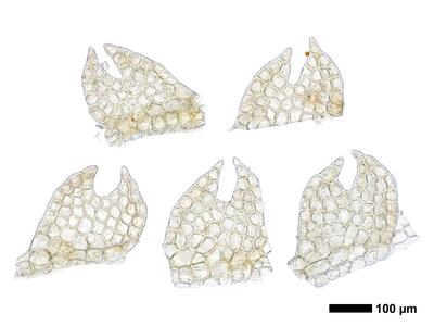 fuscocephaloziopsis 1 lunulifolia flankenblatt