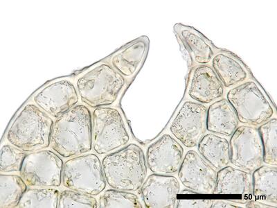 fuscocephaloziopsis 1 lunulifolia flankenblatt blattspitze