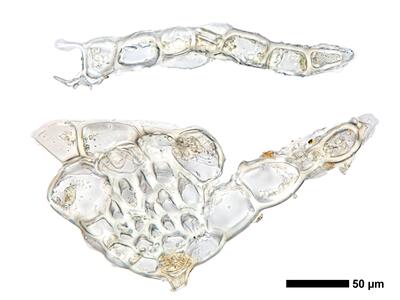 fuscocephaloziopsis 1 lunulifolia flankenblatt quer