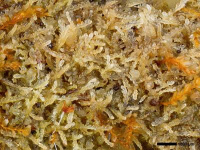 fuscocephaloziopsis 1 lunulifolia habitus