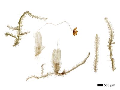 fuscocephaloziopsis 1 lunulifolia habitus oberseite
