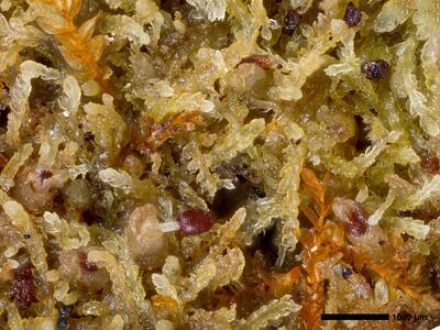 fuscocephaloziopsis 1 lunulifolia habitus perianth