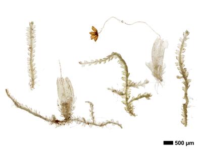 fuscocephaloziopsis 1 lunulifolia habitus unterseite