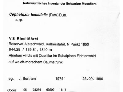 fuscocephaloziopsis 1 lunulifolia herbarbeleg