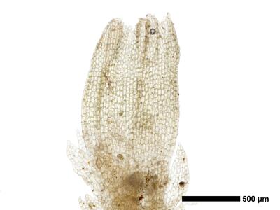 fuscocephaloziopsis 1 lunulifolia perianth