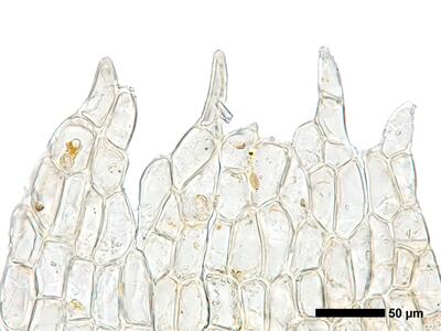 fuscocephaloziopsis 1 lunulifolia perianthmuendung