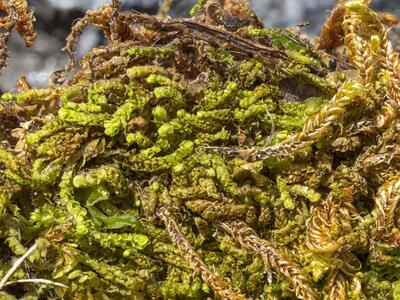 fuscocephaloziopsis albescens