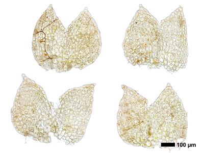 fuscocephaloziopsis albescens 1 flankenblatt