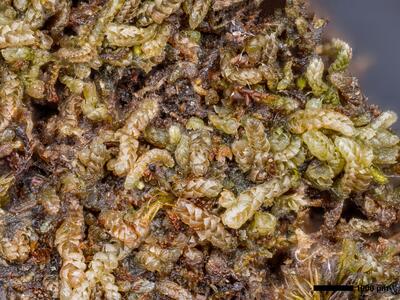 fuscocephaloziopsis albescens 1 habitus