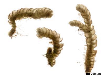 fuscocephaloziopsis albescens 1 habitus oberseite