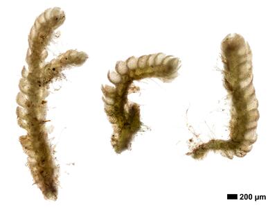 fuscocephaloziopsis albescens 1 habitus unterseite