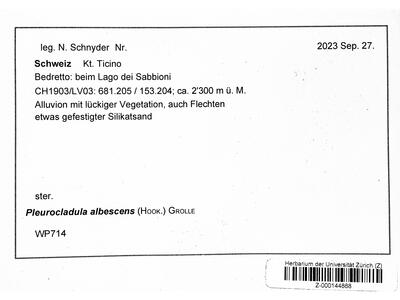 fuscocephaloziopsis albescens 1 herbarbeleg