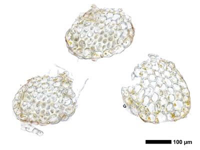 fuscocephaloziopsis albescens 1 stamm quer