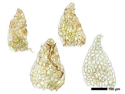 fuscocephaloziopsis albescens 1 unterblatt