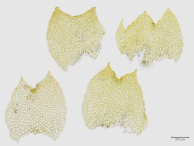 fuscocephaloziopsis albescens flankenblatt